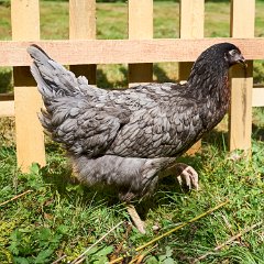 DSC7305