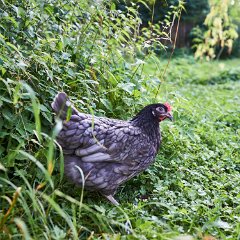 DSC7622