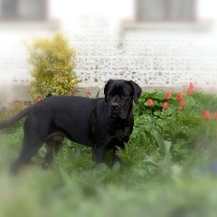 bb