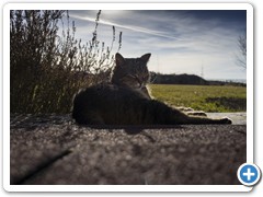 _DSC5919-1