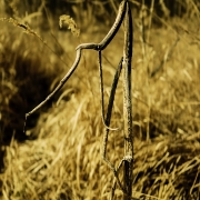 DSC3770-Edit