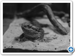 _DSC4096-Edit
